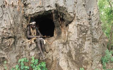 Hadzabe hunter sitting in a baobab tree