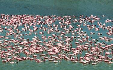Flock of flamingos feeding