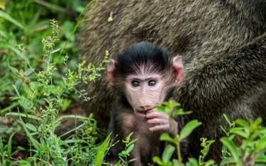 Baby baboon