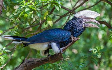 Silvery-cheeked hornbill