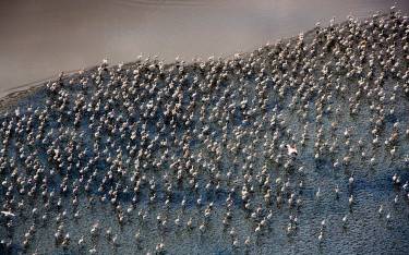Thousands of flamingos at the shore