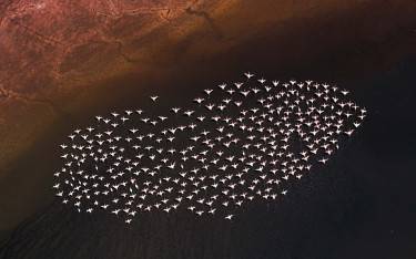 Group of flamingos above the water