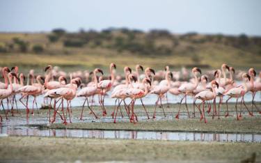 Lesser flamingos walking