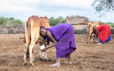 Maasai women milking cows