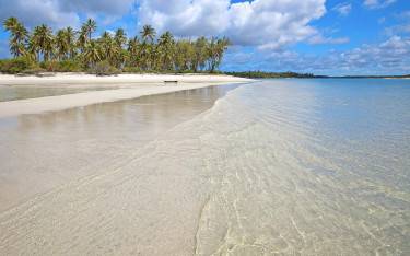 Palm-lined beach