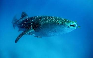 Whale shark with pilot fish around its mouth