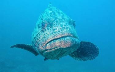 Grouper