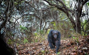 Chimpanzee walking through the forest