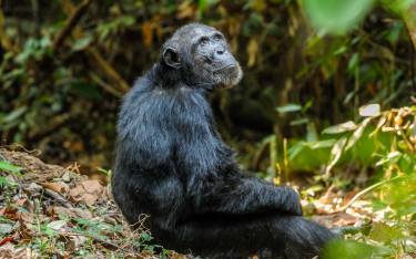 Chimpanzee sitting on the forest floor