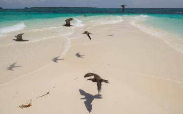 Birds flying over a sandbank