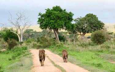 Lions on the road