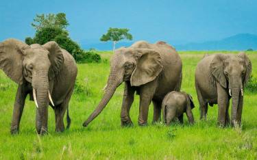 Elephant cows with young