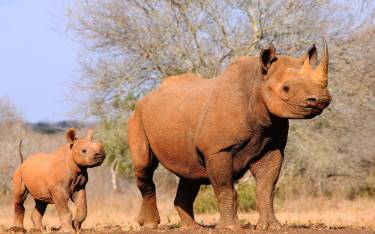 Black rhino with calf