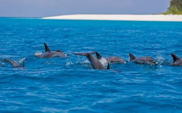 Dolphins swimming near the shore