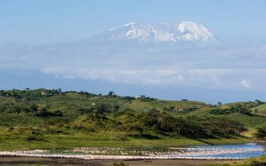 Lesser flamingos with Mt Kilimanjaro in the background