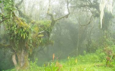 Forest shrouded in mist on the slopes of Mount Meru