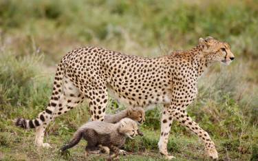 Cheetah walking with her cubs
