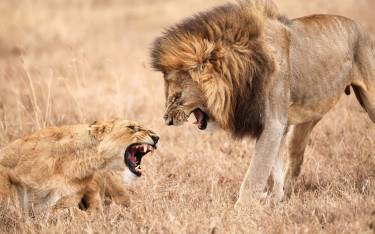 Mating lion pair snarling