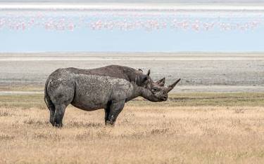 Black rhino