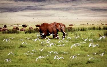 African elephant with egrets in flight