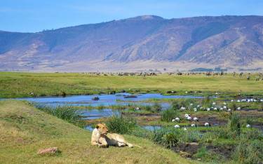Lioness resting