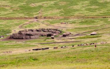 Maasai huts and livestock