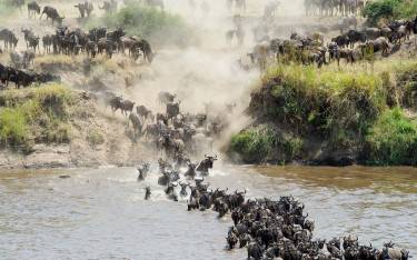Wildebeest crossing the Mara River