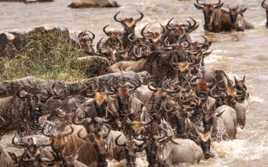 Wildebeest crossing the Mara River