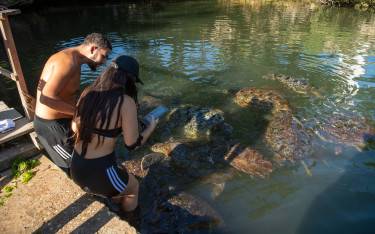 People looking at green turtles at the Nungwi Mnarani Aquarium