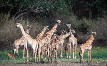 Masai giraffes