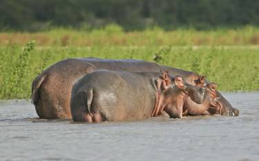 Hippos