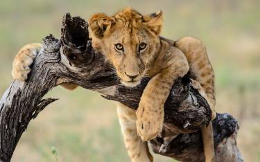 Lion cub lying on a branch