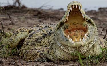 Nile crocodile