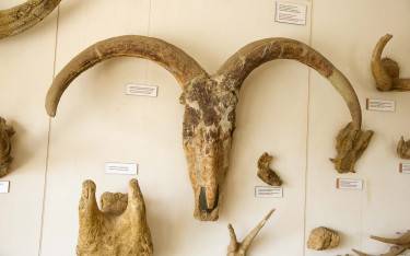 Museum displays