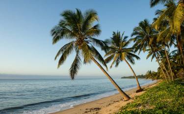 Palm-lined beach