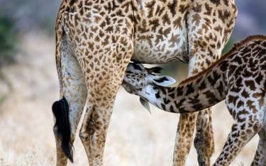 Masai giraffe suckling