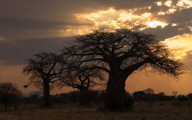 Giraffe between baobab trees at dusk