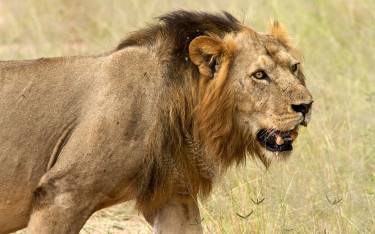 Male lion walking