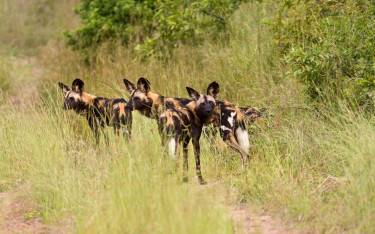 African wild dogs