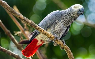 African grey parrot