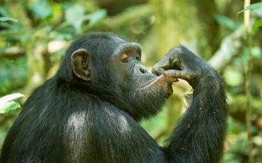 Chimpanzee in the forest