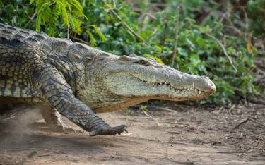 Nile crocodile