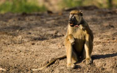 Yellow baboon eating a baby impala