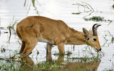 Bohor reedbuck