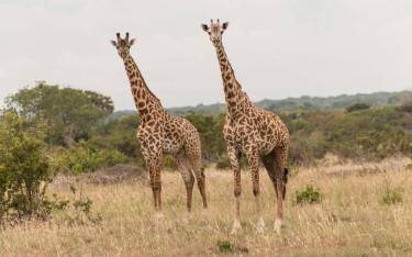 Masai giraffes