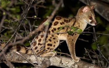 Large-spotted genet