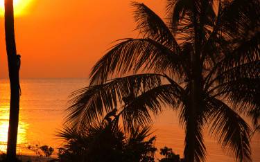 Thumbnail of Monkeys climbing palm trees at sunset