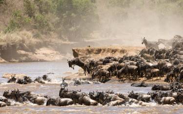 Wildebeest and zebras crossing the Mara River during the great migration