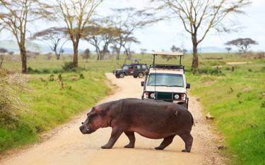 Hippo crossing the road in front of safari vehicles