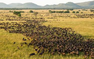 Wildebeest migration seen on a hot-air balloon safari 